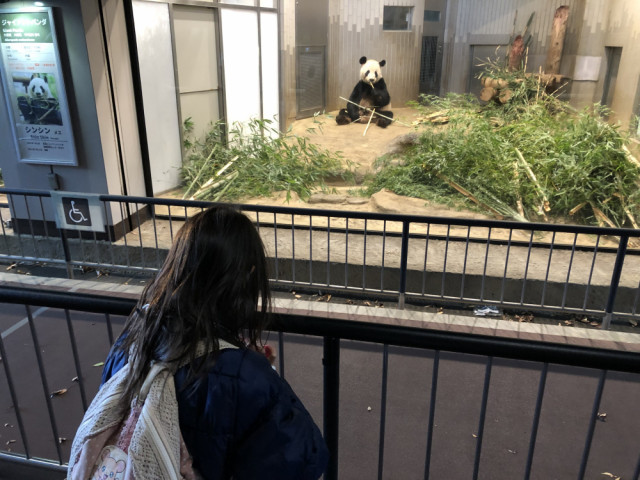 パンダ1